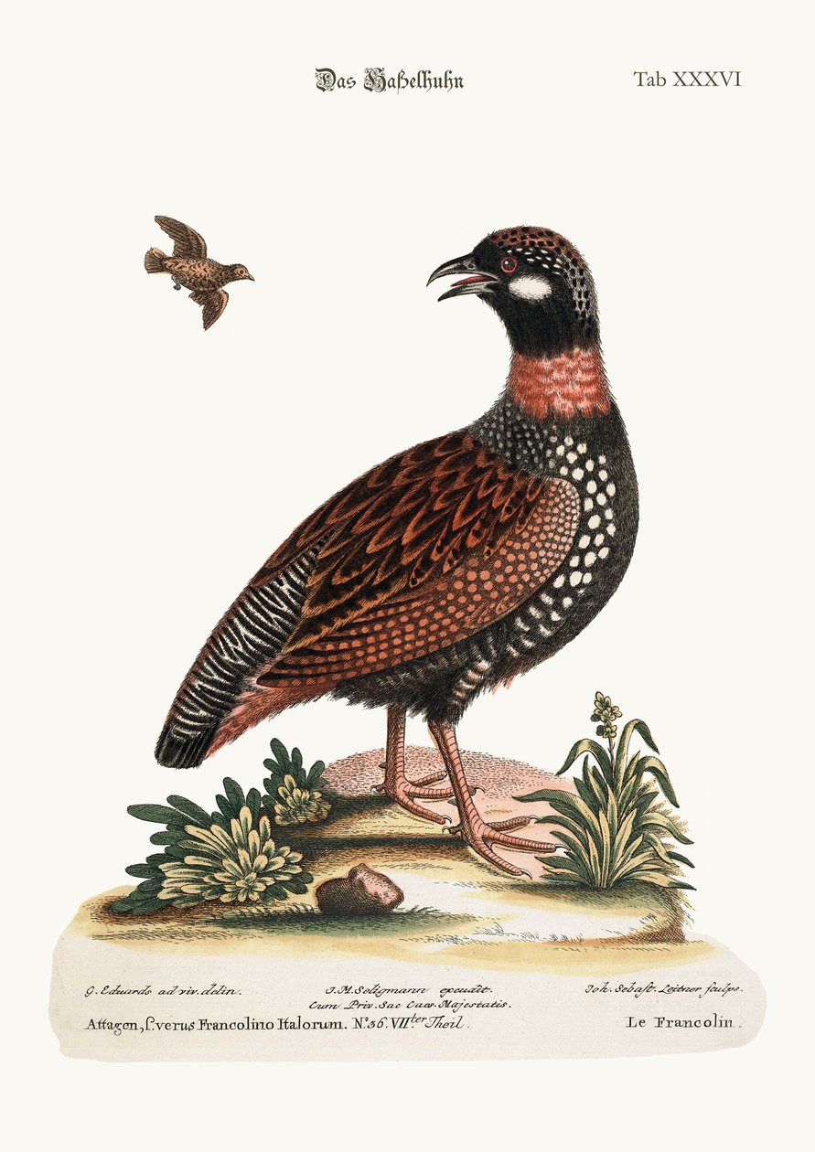 Francolin, 1749-73 tekijältä George Edwards