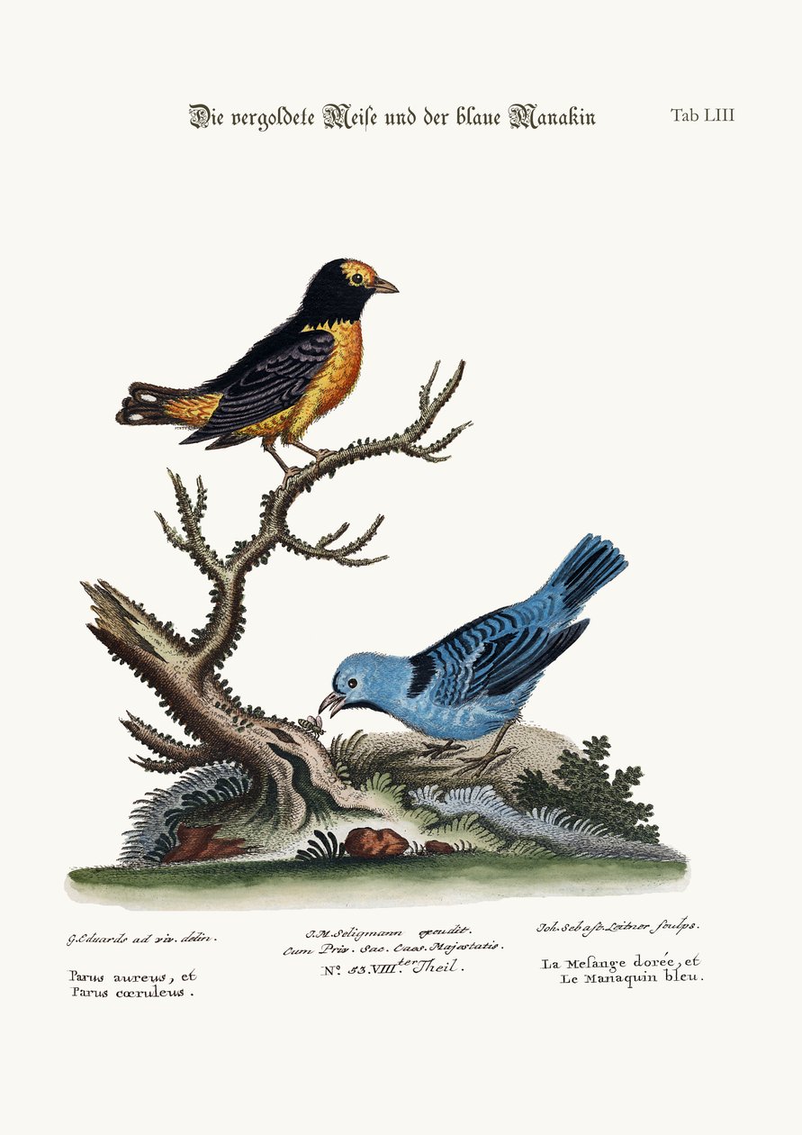 Kultatiainen hiiri ja sininen manakin, 1749-73 tekijältä George Edwards