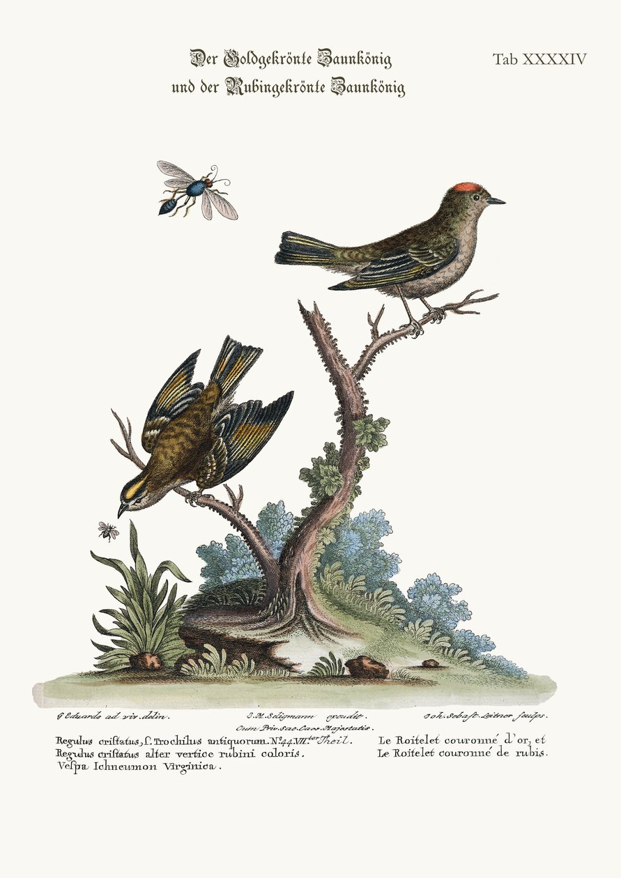 Kultakruunuinen wren ja rubiinikruunuinen wren, 1749-73 tekijältä George Edwards