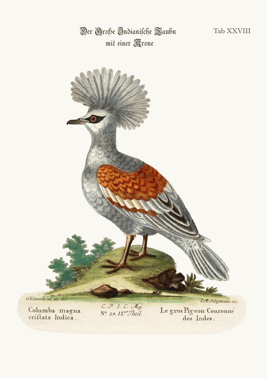 Suuri kruunattu intialainen kyyhkynen, 1749-73 tekijältä George Edwards