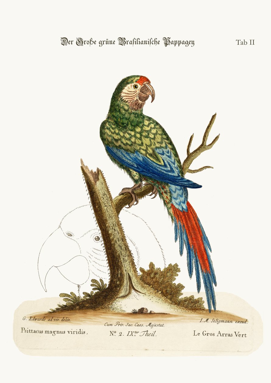 Suuri vihreä ara, 1749-73 tekijältä George Edwards