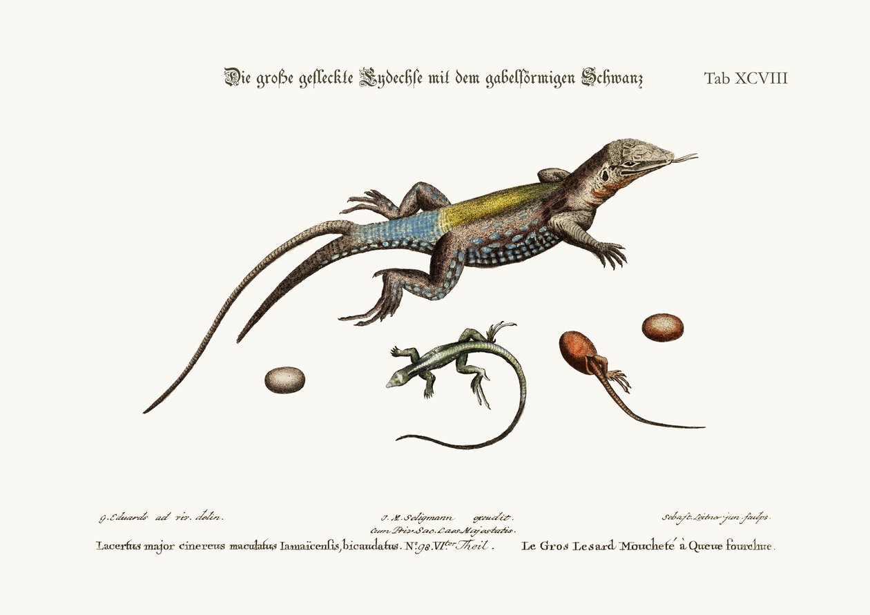 Suuripilkkulisko, jolla on haarainen häntä, 1749-73 tekijältä George Edwards