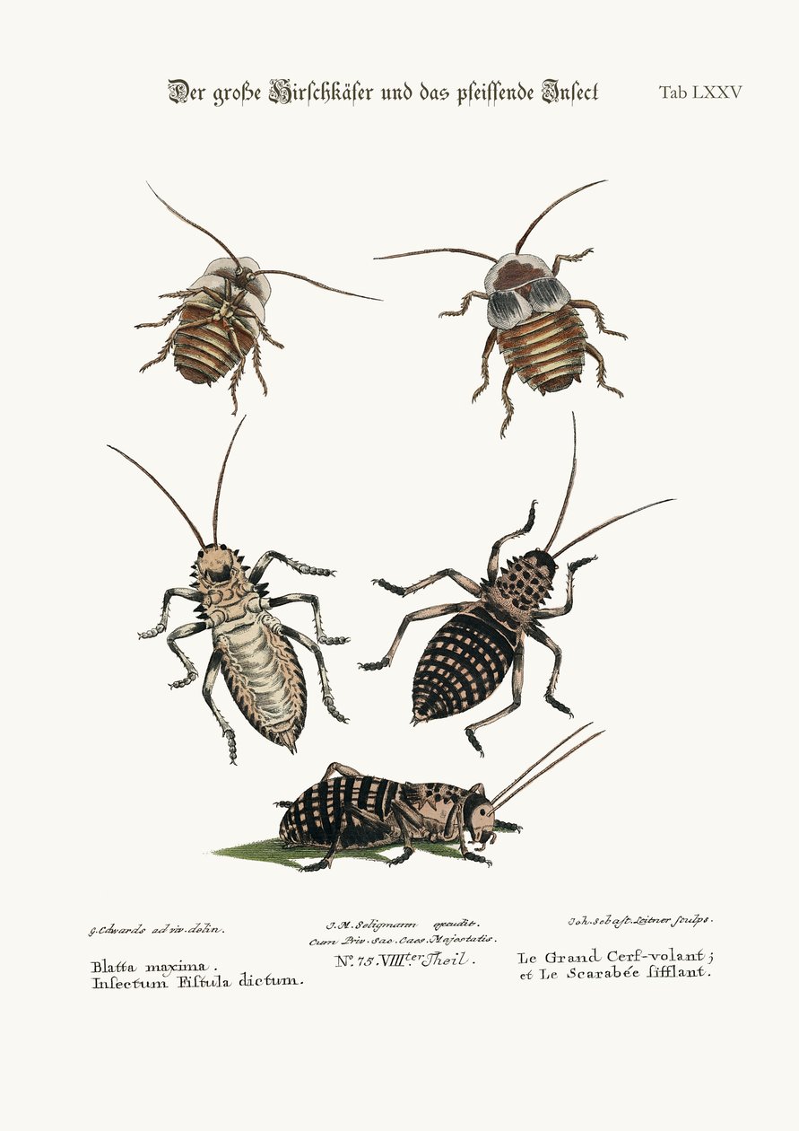 The Greater Cockroach, and the Whistle Insect, 1749-73 tekijältä George Edwards