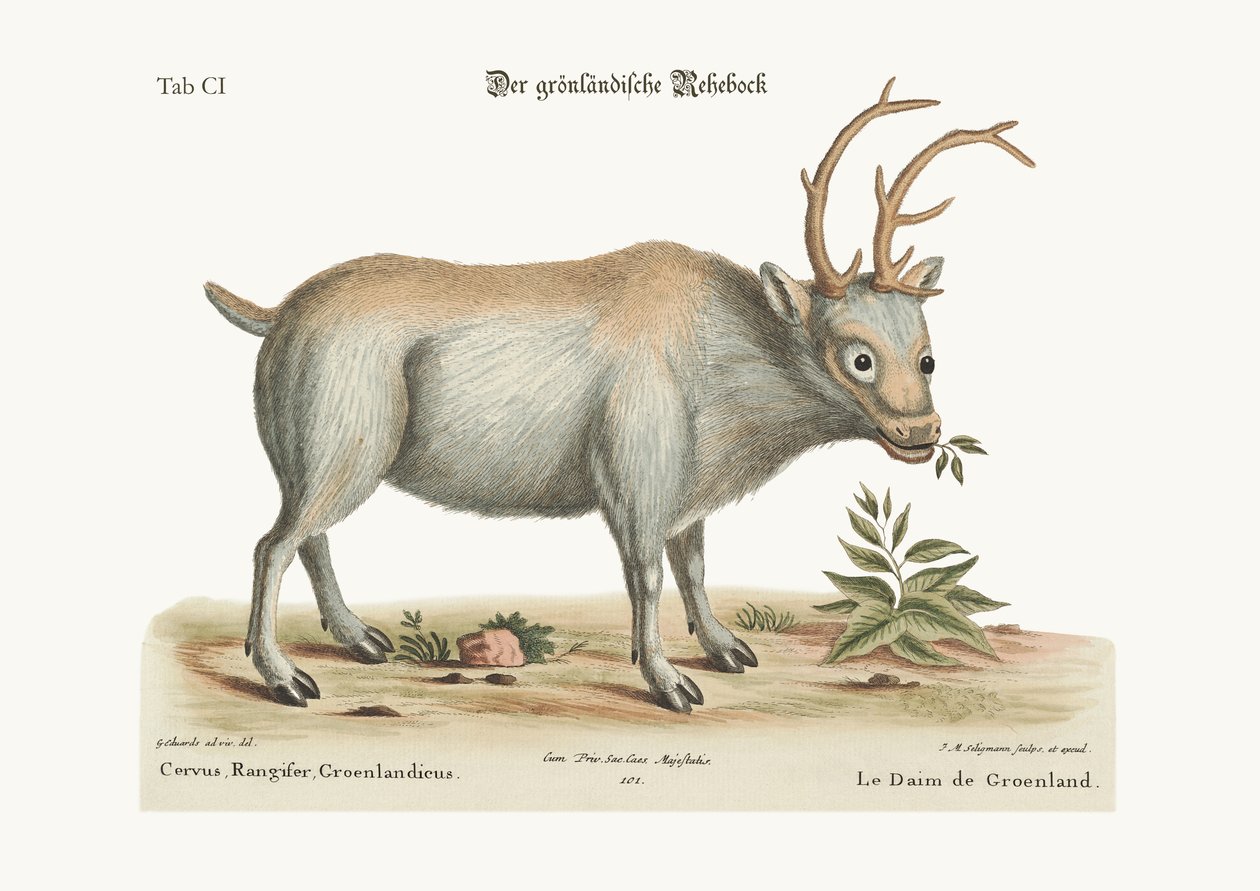 The Greenland Buck, 1749-73 tekijältä George Edwards