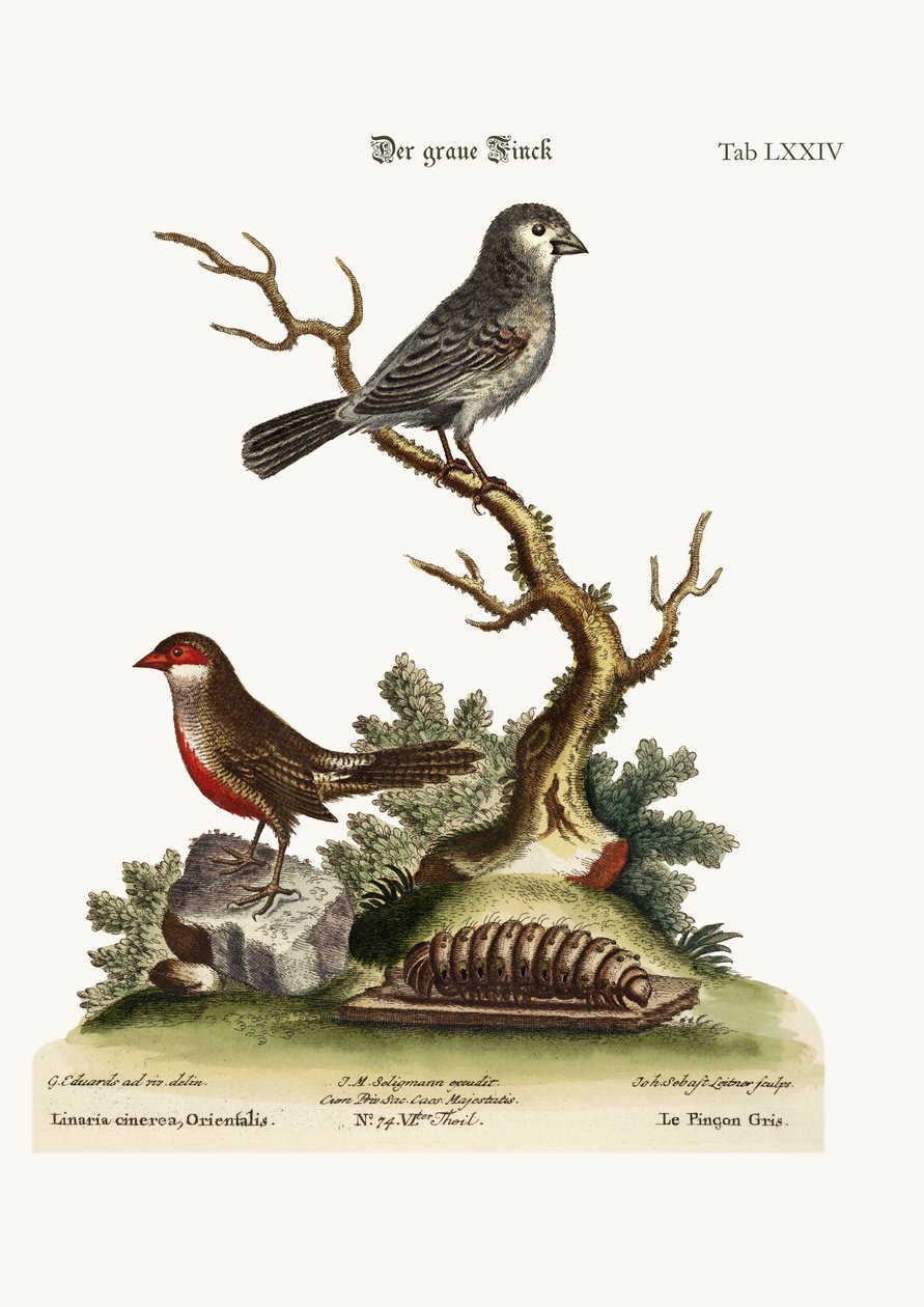 Grey Finch. Vahalasku, 1749-73 tekijältä George Edwards