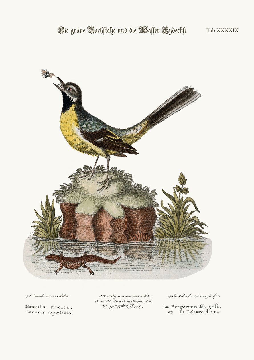 Gray Water-Wagtail ja Vesilisko, 1749-73 tekijältä George Edwards