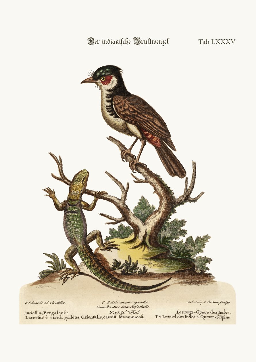 Intian punastartti. Thorn-tailed Indian Lizard, 1749-73 tekijältä George Edwards
