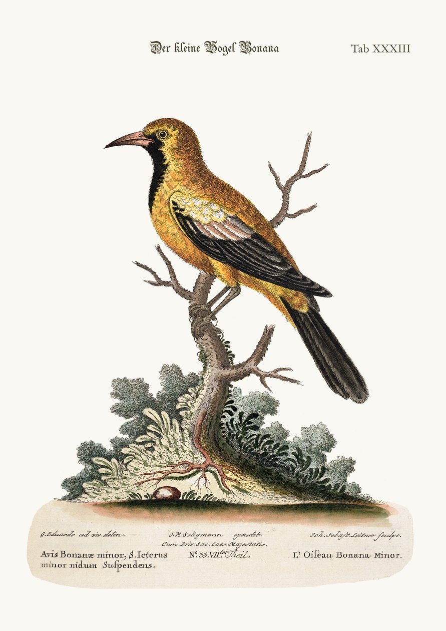 The Lesser Bonana Bird, 1749-73 tekijältä George Edwards