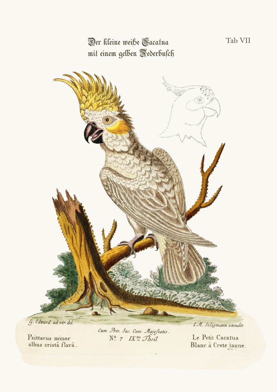 Pieni valkoinen kakadu keltaisella harjalla, 1749-73 tekijältä George Edwards