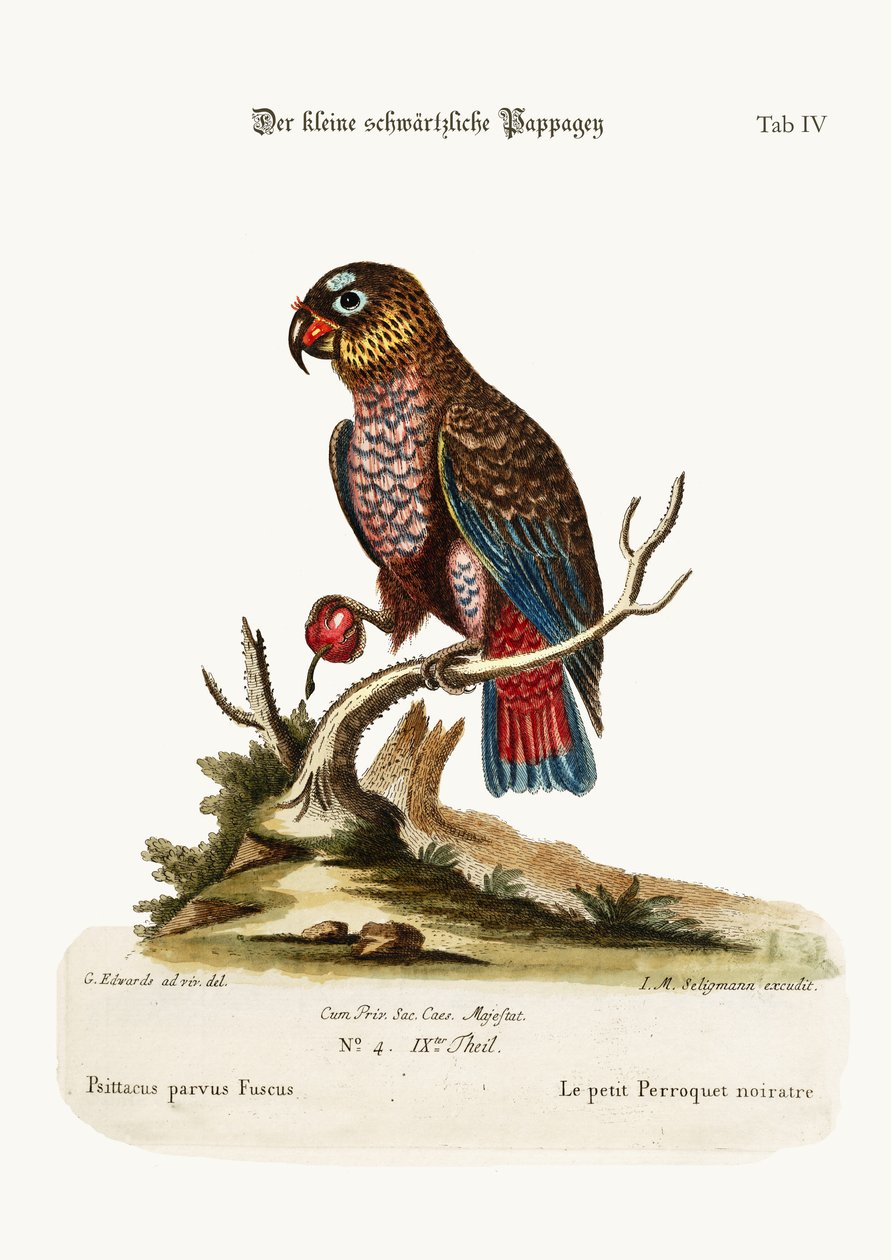 Pieni hämärä papukaija, 1749-73 tekijältä George Edwards