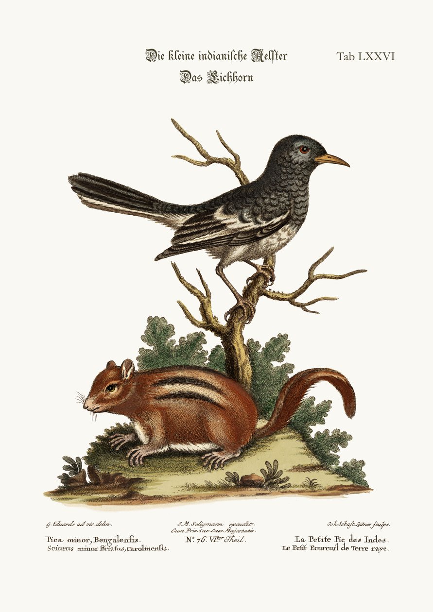 Pikku Intiaani Pye. Maa-orava, 1749-73 tekijältä George Edwards