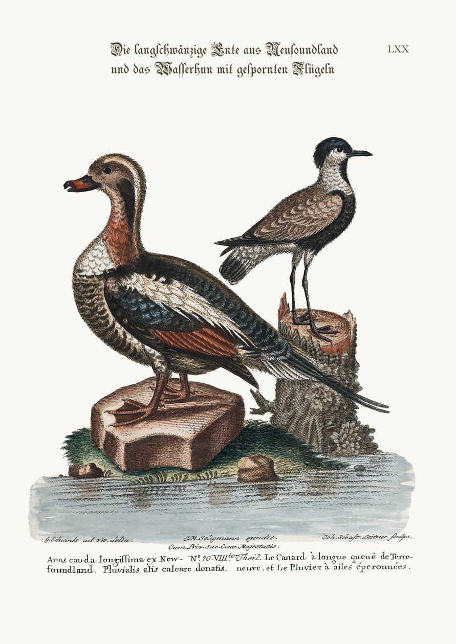 Pitkähäntäsorkka Newfoundlandista ja spur-winged plover, 1749-73 tekijältä George Edwards