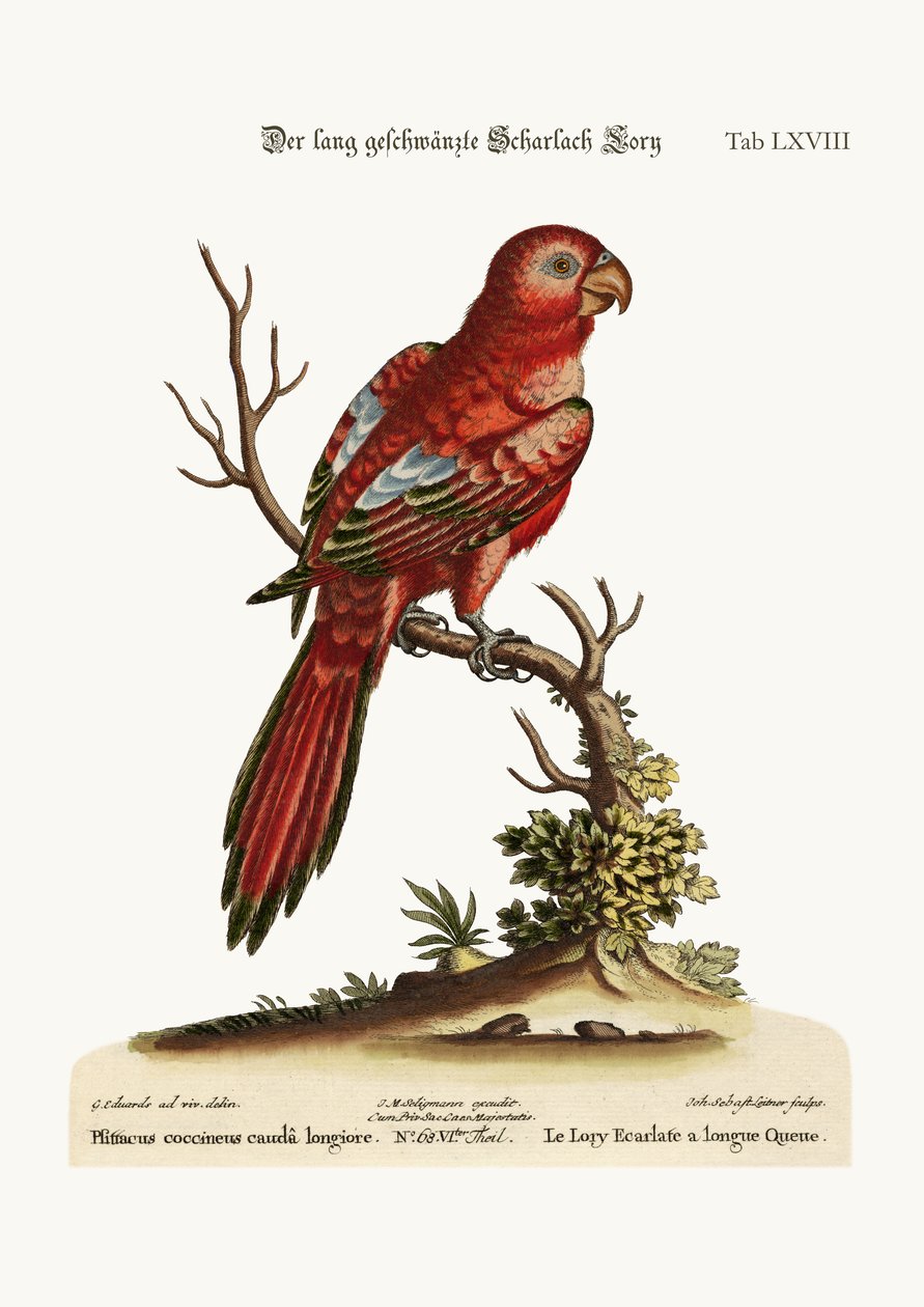 The Long-tailed Scarlet Lory, 1749-73 tekijältä George Edwards