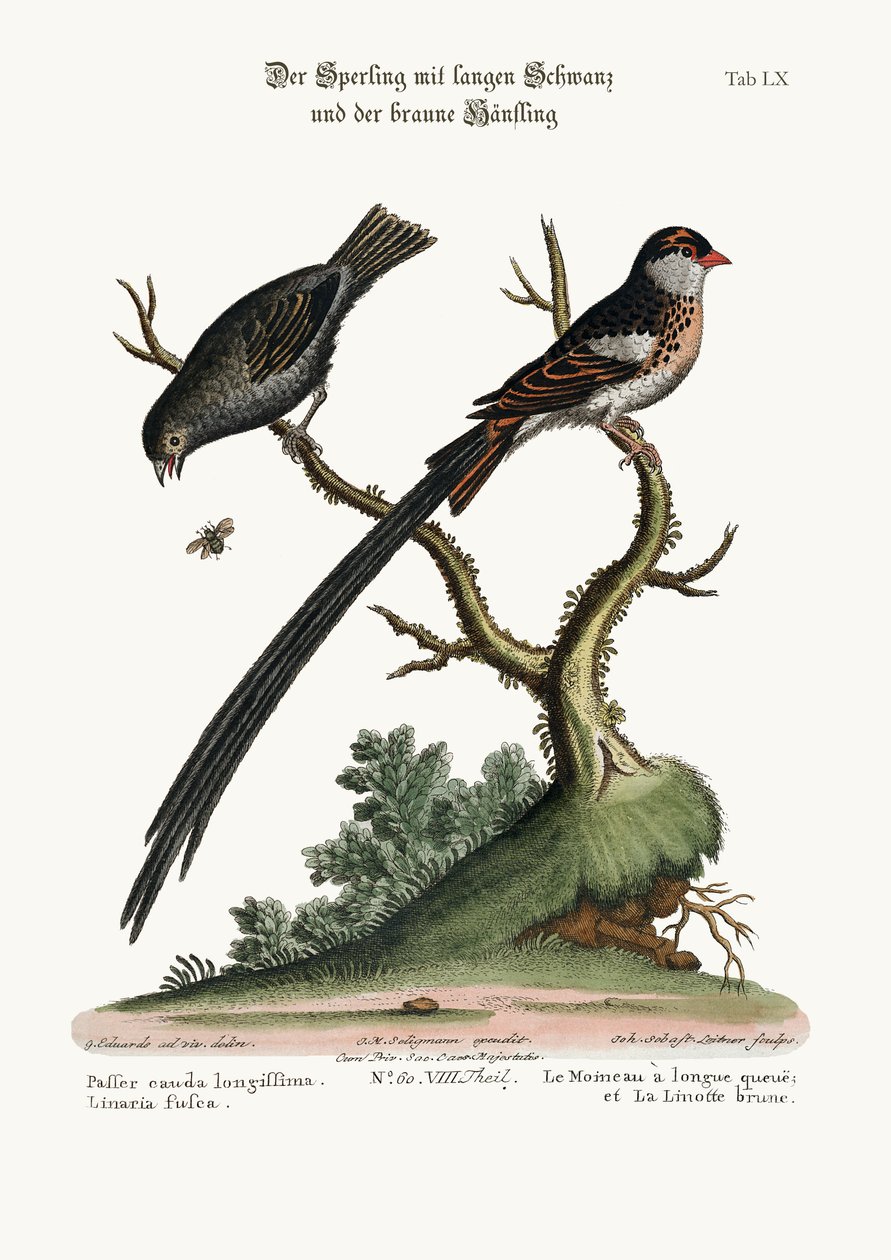 Pitkähäntäinen varpunen ja tummahäntäinen hömötiainen, 1749-73. tekijältä George Edwards