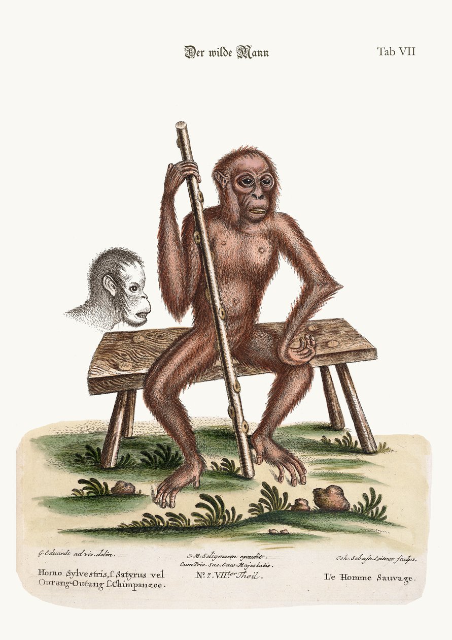 Metsän mies, 1749-73 tekijältä George Edwards