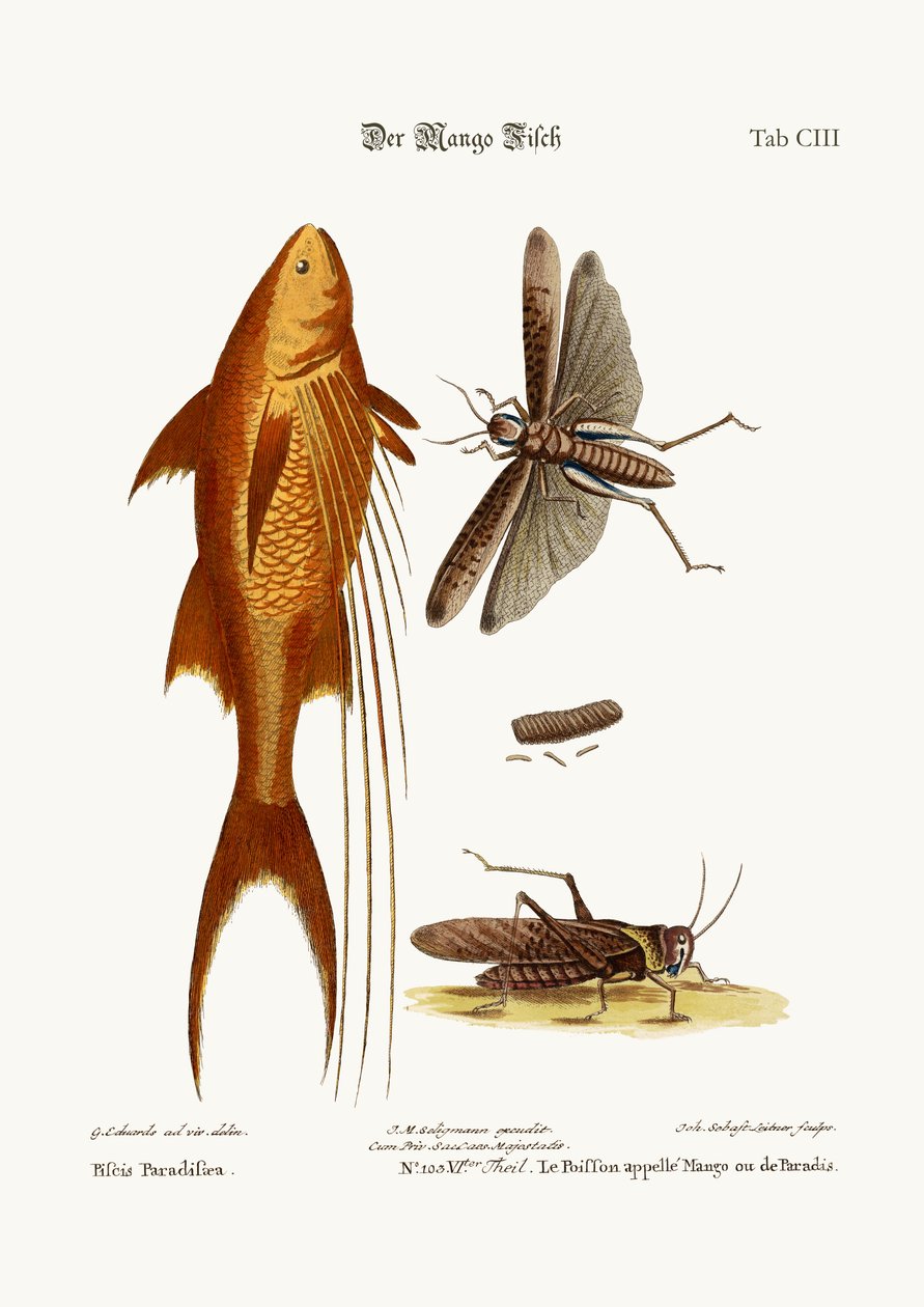 Mango-kala. The Great Brown Locust, 1749-73 tekijältä George Edwards