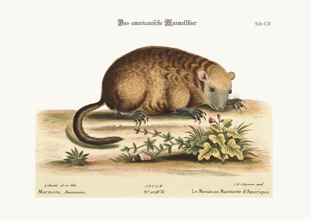 Amerikan Monax tai Marmotte, 1749-73 tekijältä George Edwards