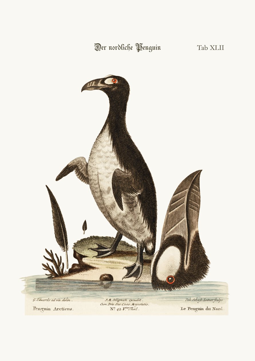 Pohjoinen pingviini, 1749-73 tekijältä George Edwards