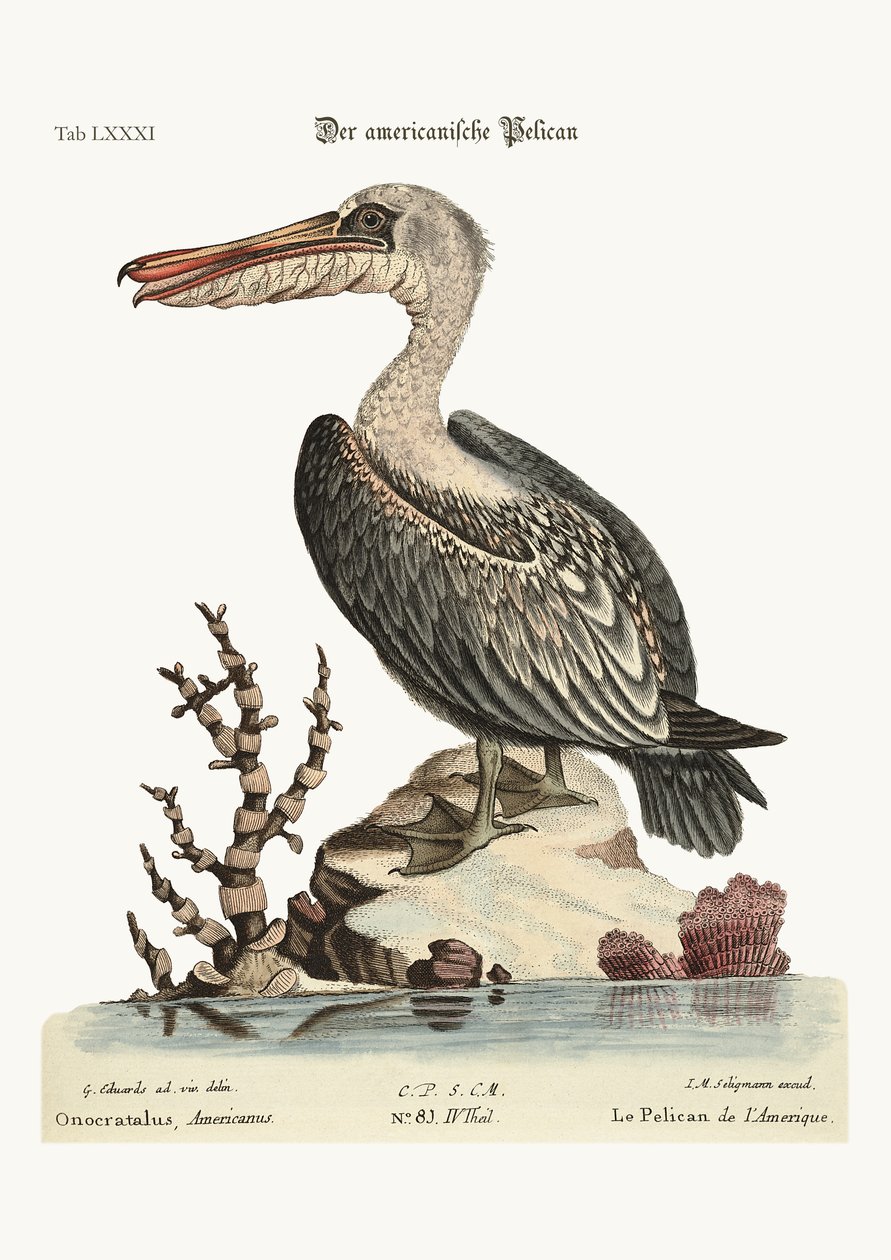 Amerikan pelikaani, 1749-73 tekijältä George Edwards
