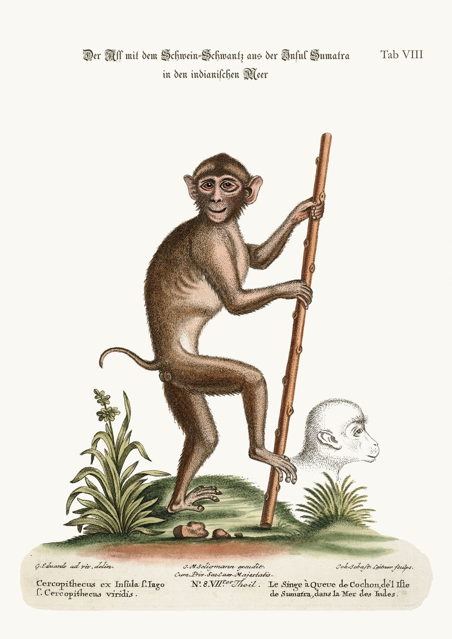 Sianhäntäapina Intian meressä sijaitsevalta Sumatran saarelta, 1749-73. tekijältä George Edwards