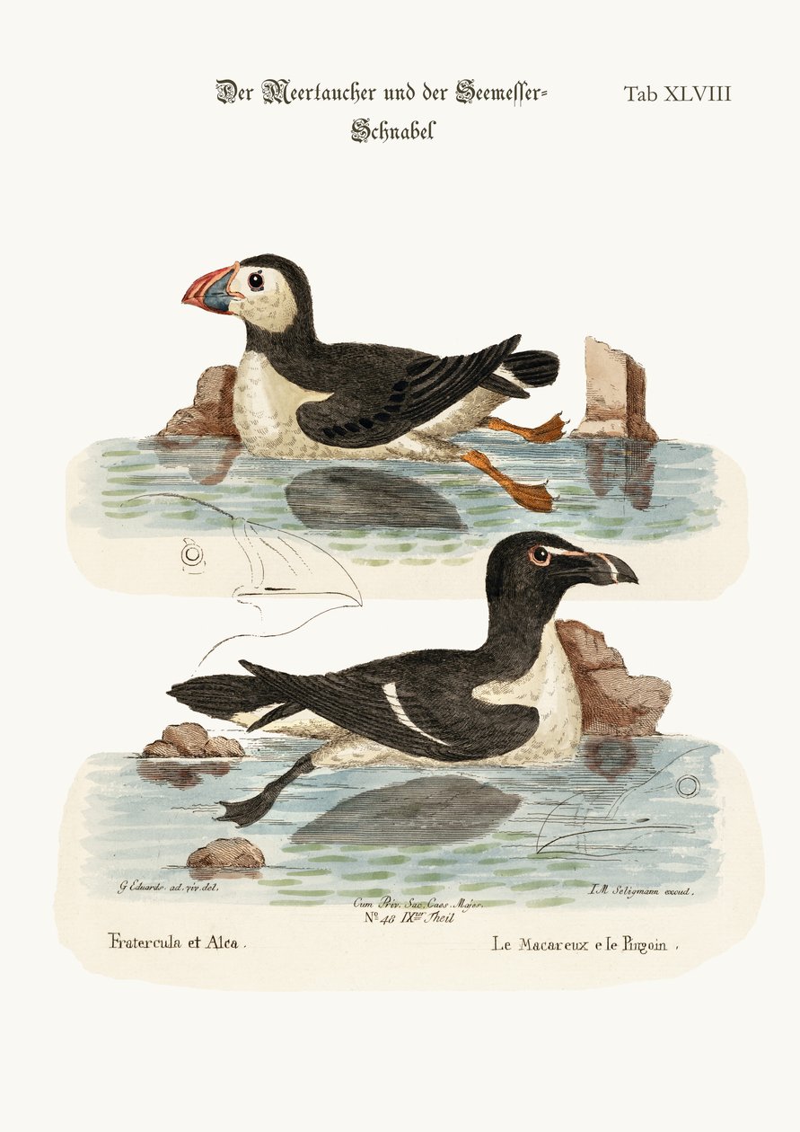 Puffin ja partaveitsi, 1749-73 tekijältä George Edwards