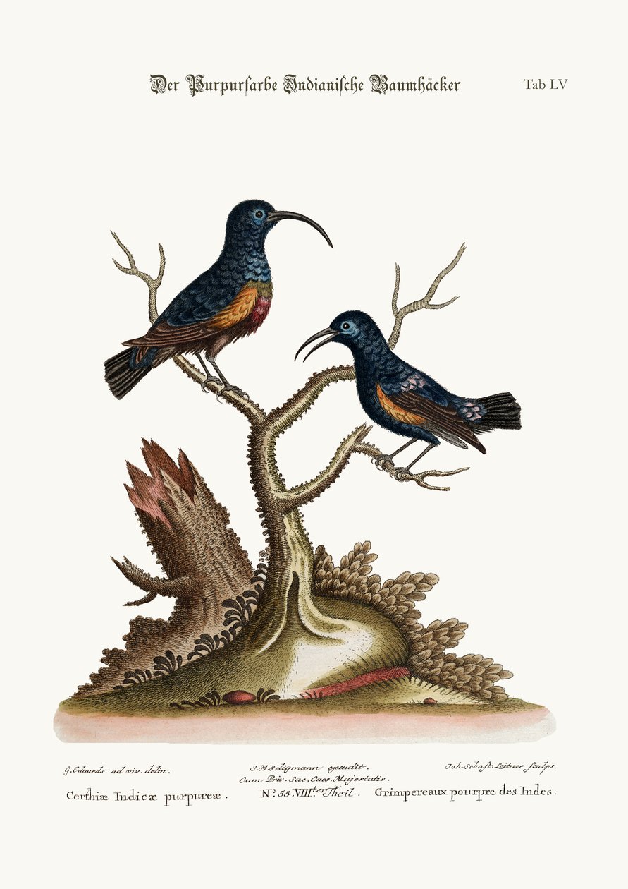 Purple Indian Creepers, 1749-73 tekijältä George Edwards