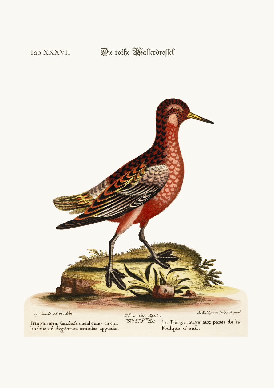 Punajalkatringa, 1749-73. tekijältä George Edwards