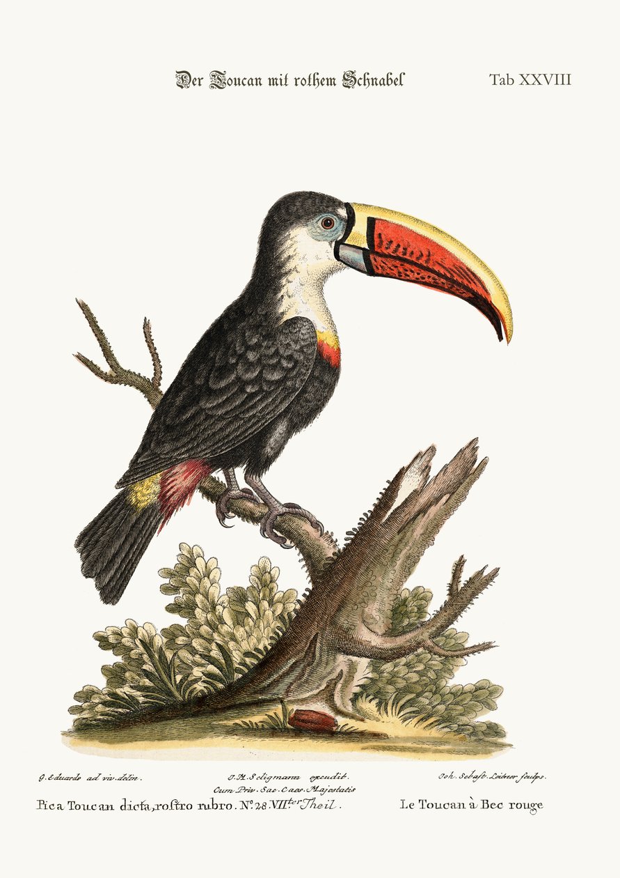 Punanokkatukaani, 1749-73 tekijältä George Edwards