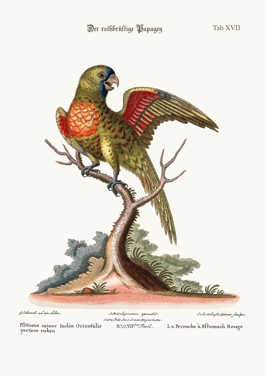 Punarintainen papukaija, 1749-73 tekijältä George Edwards