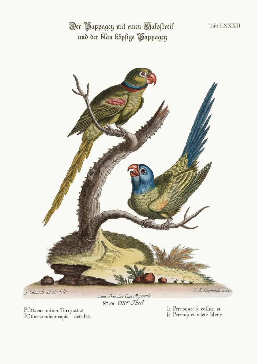 Sormuspapapari ja sinipäinen papukaija, 1749-73 tekijältä George Edwards