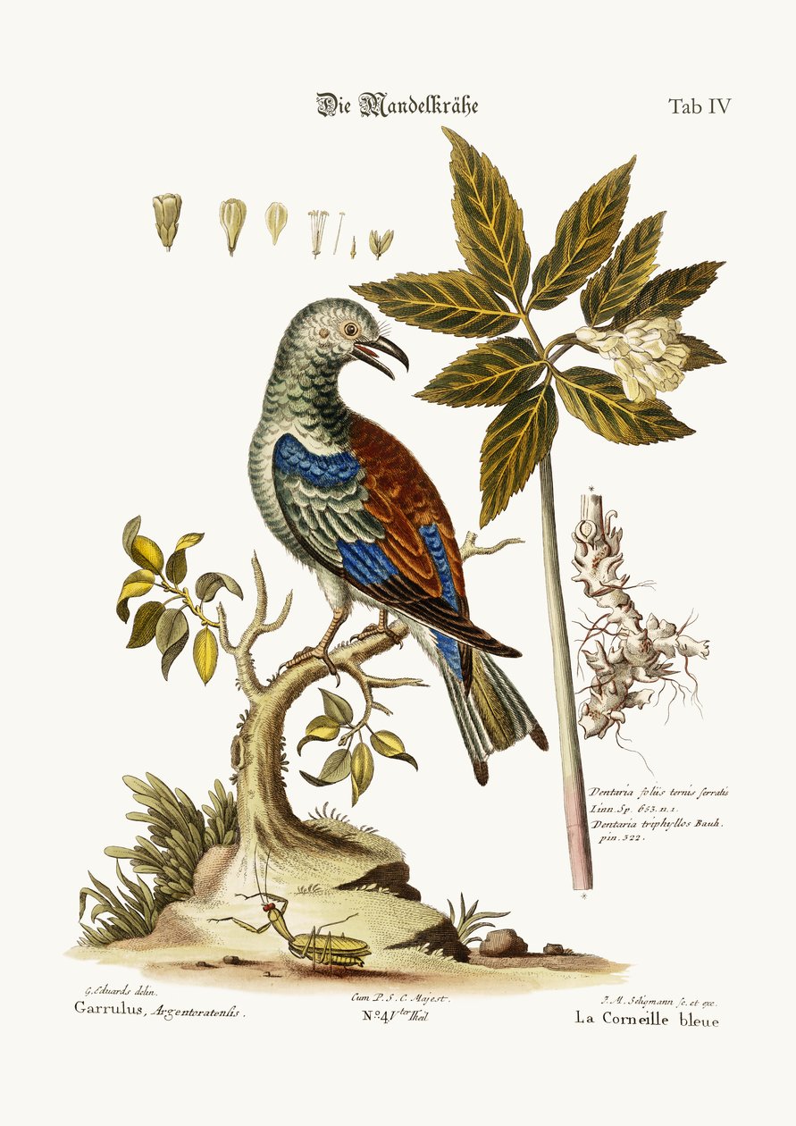 Rulla, 1749-73 tekijältä George Edwards