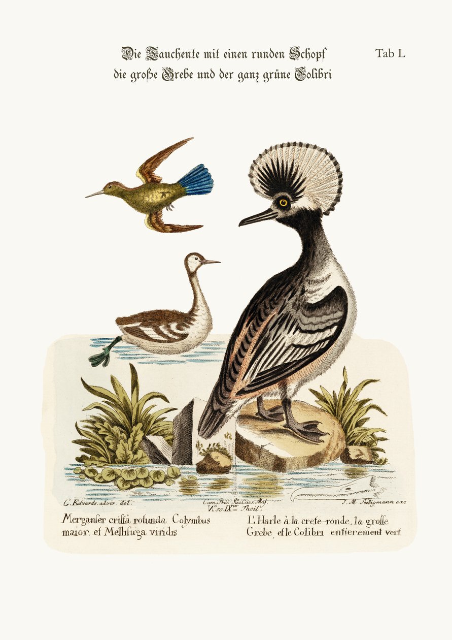 Pyöreäharja-ankka, suurpiippu ja vihreä kolibri, 1749-73 tekijältä George Edwards