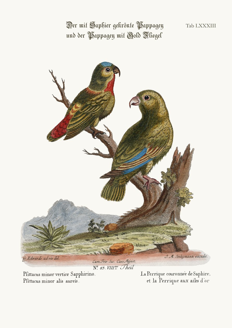 Sapphire-crowned Parrakeet ja Golden-winged Parrakeet, 1749-73. tekijältä George Edwards