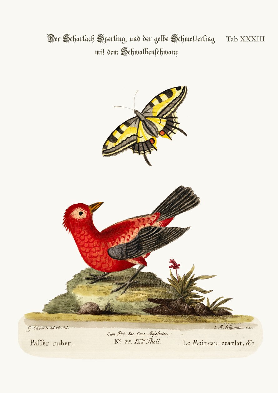Scarlet Sparrow ja keltainen pääskyhäntäperhonen, 1749-73 tekijältä George Edwards