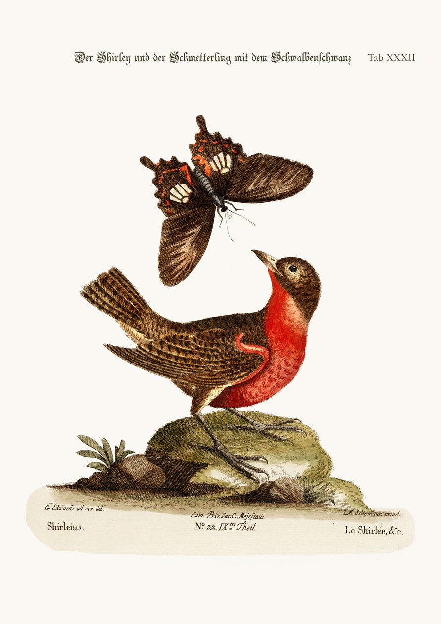 Shirley ja Dusky Swallow-tailed Butterfly, 1749-73 tekijältä George Edwards