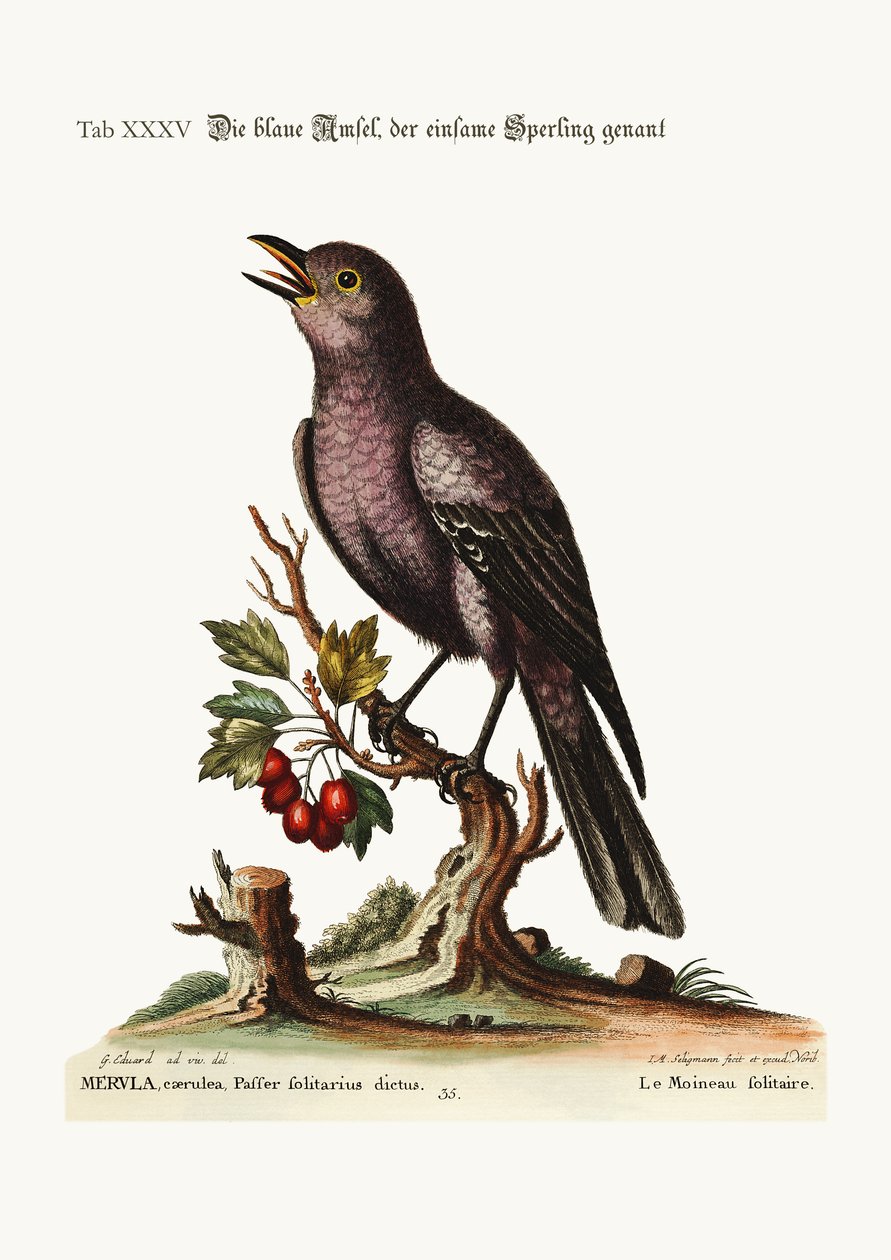 Yksinäinen varpunen, 1749-73 tekijältä George Edwards
