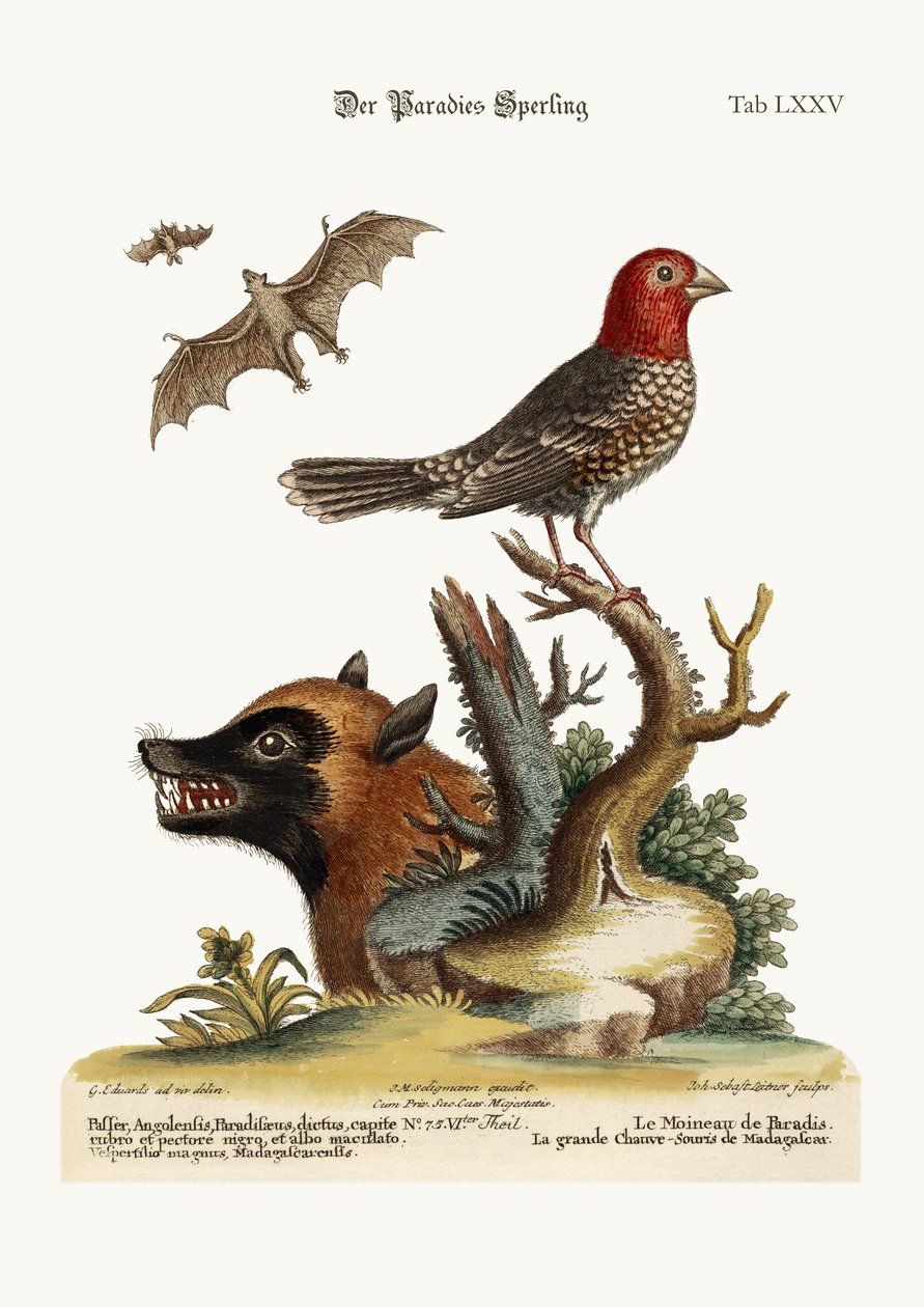Paratiisin varpunen. Suuri lepakko Madagaskarilta, 1749-73 tekijältä George Edwards