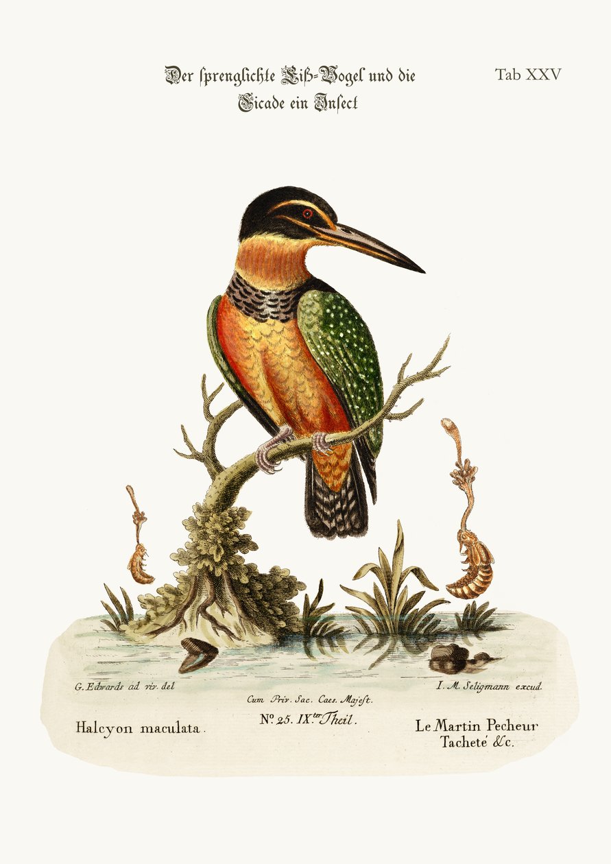 The Spotted Kingfisher, 1749-73 tekijältä George Edwards
