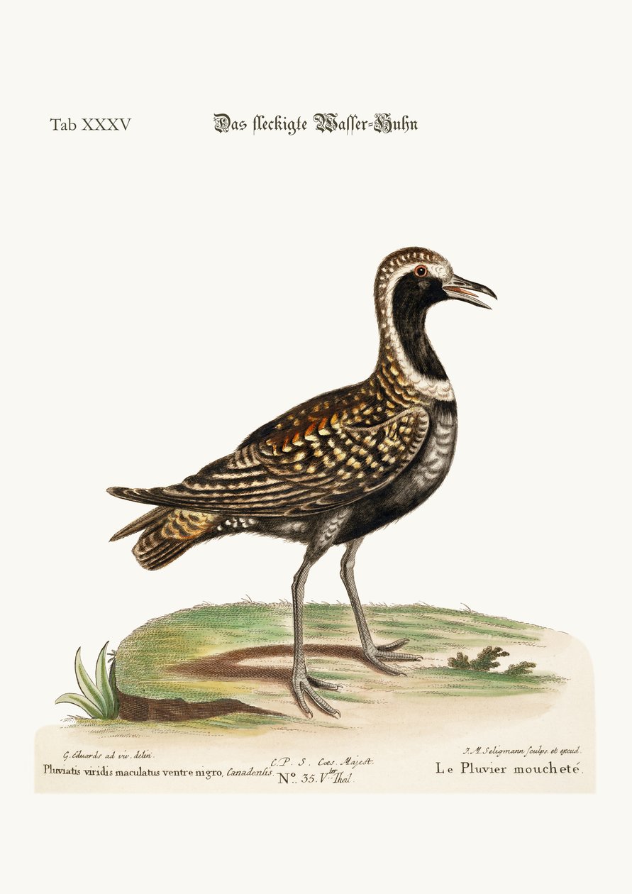 The Spotted Plover, 1749-73 tekijältä George Edwards