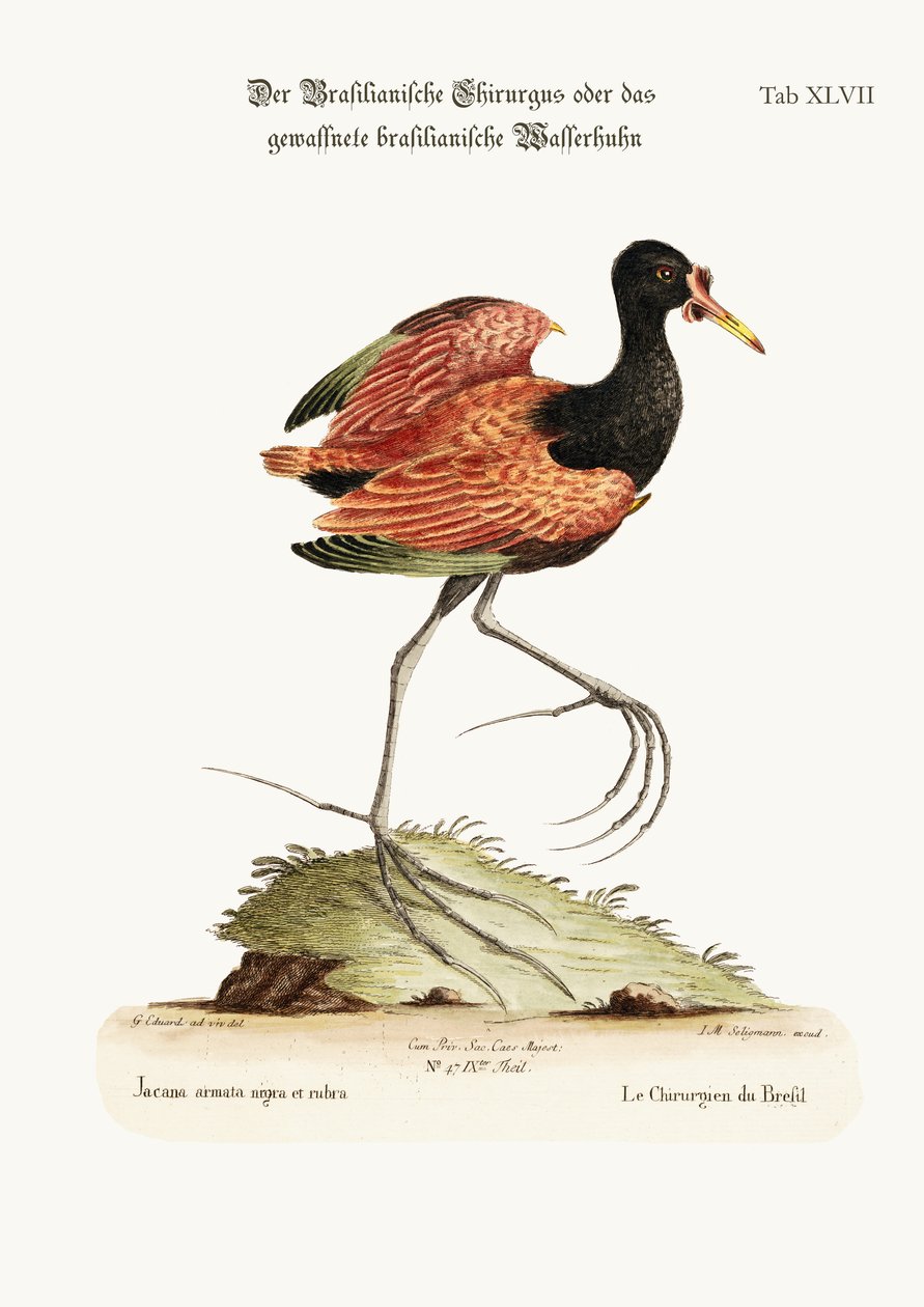 Spur-winged vesikana Brasiliassa, 1749-73 tekijältä George Edwards