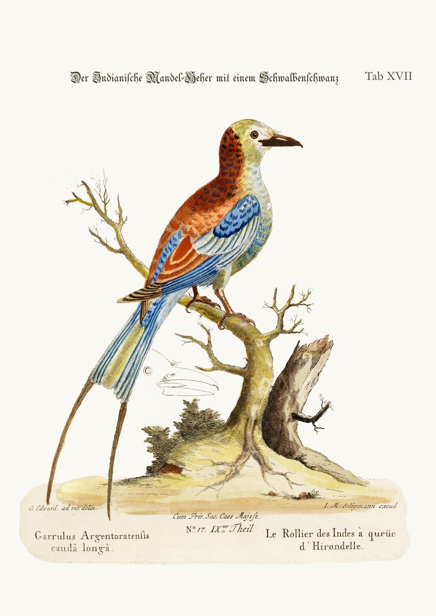 Swallow-tailed Indian Roller, 1749-73 tekijältä George Edwards