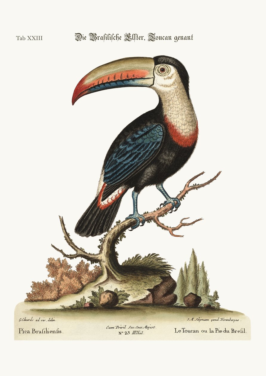 Toucan tai Brasilian Pye, 1749-73 tekijältä George Edwards