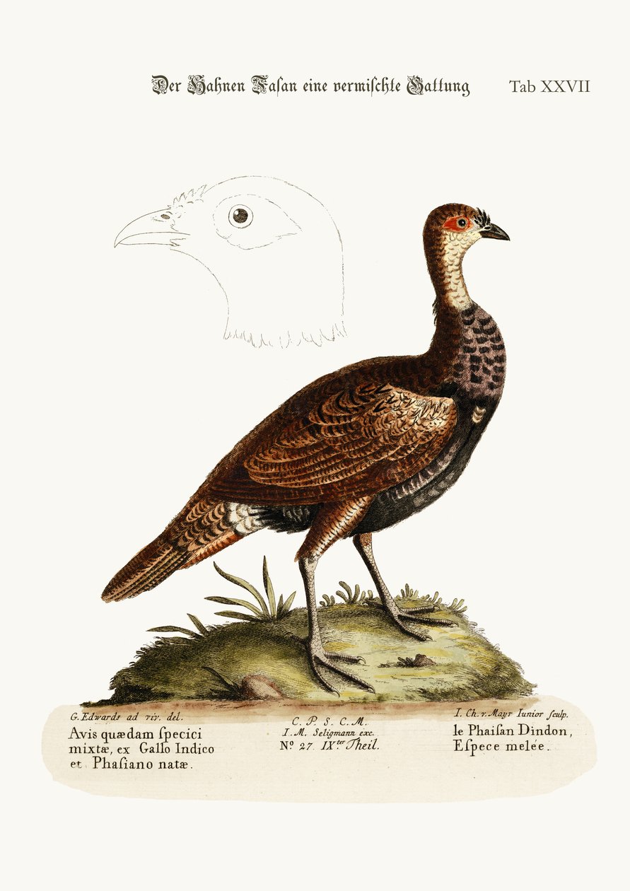 Kalkkuna-fasaani, sekalaji, 1749-73 tekijältä George Edwards
