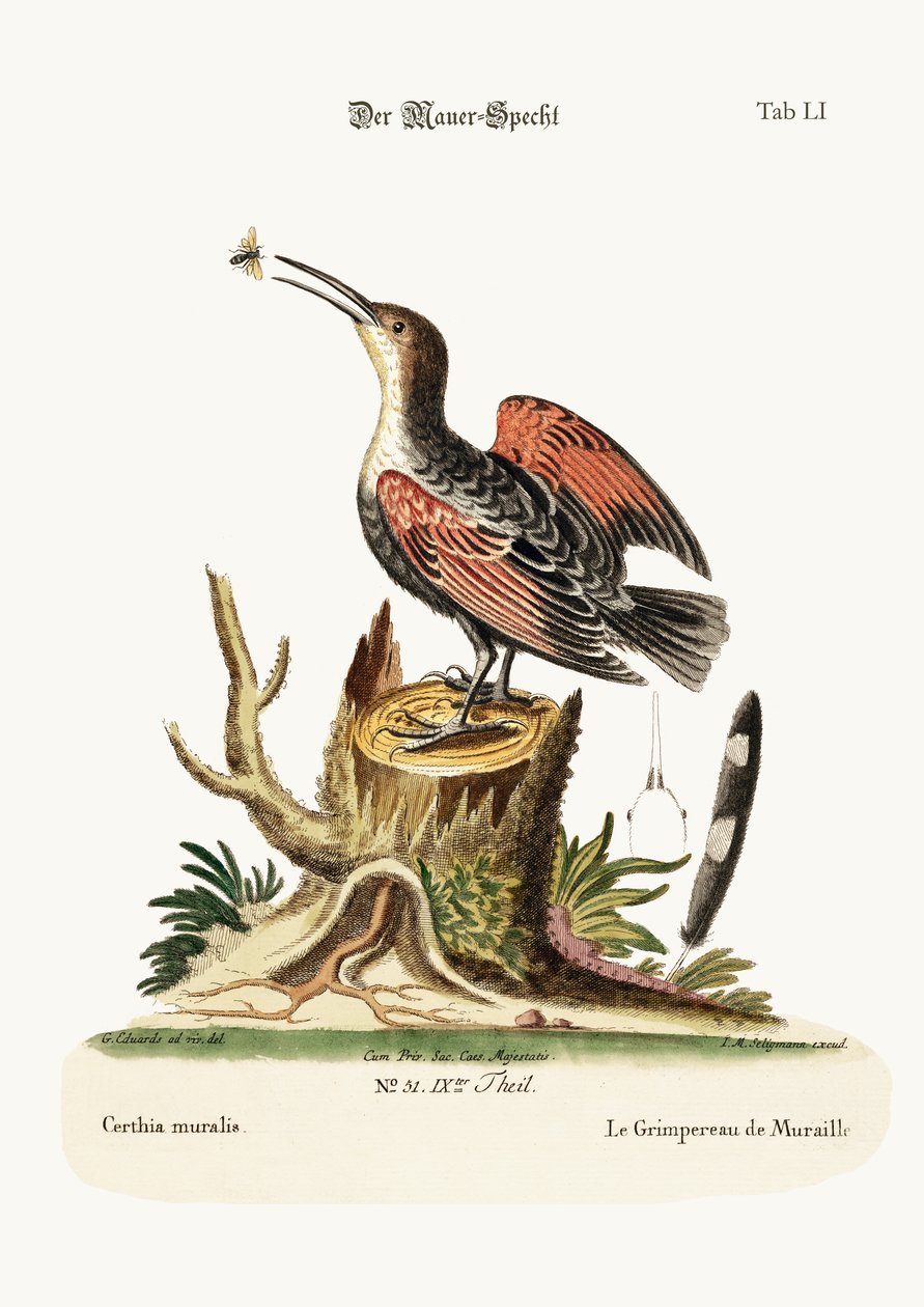 Seinä- tai hämähäkinsieppari, 1749-73. tekijältä George Edwards