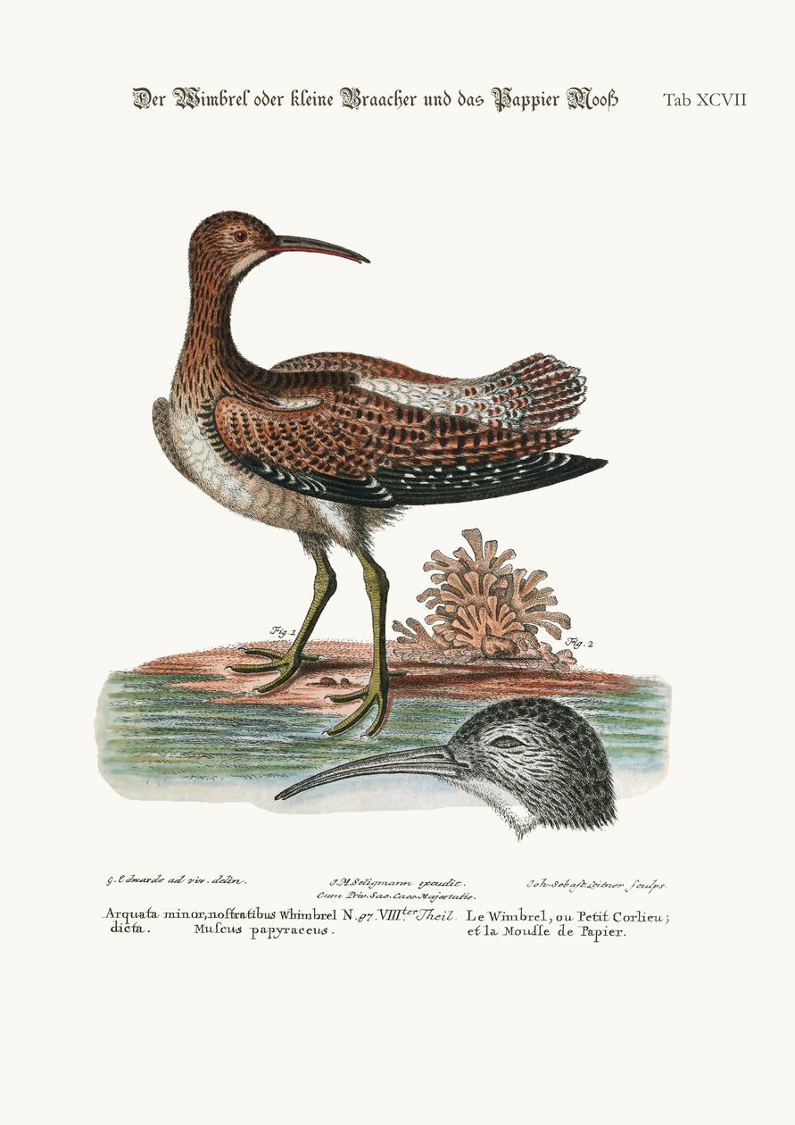 The Whimbrel tai Lesser Curlew ja Paper-Moss, 1749-73 tekijältä George Edwards