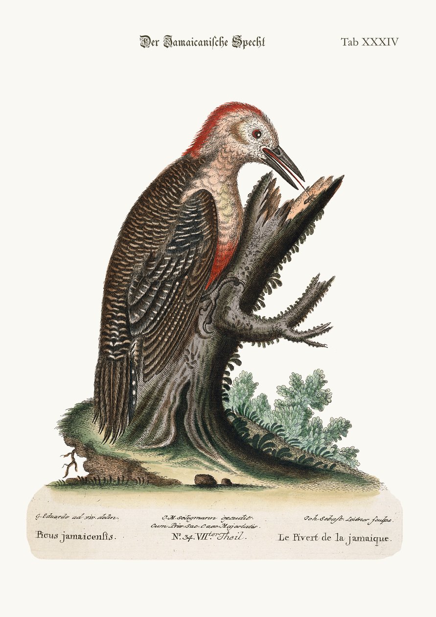 Jamaikan Wood-Pecker, 1749-73 tekijältä George Edwards