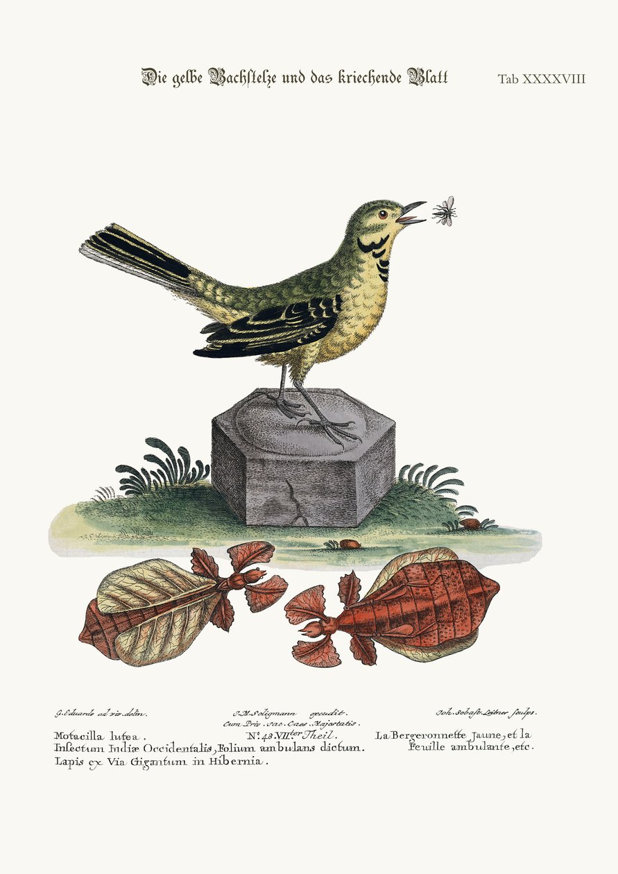 Keltainen vesihääkäri ja kävelevä lehti, 1749-73 tekijältä George Edwards