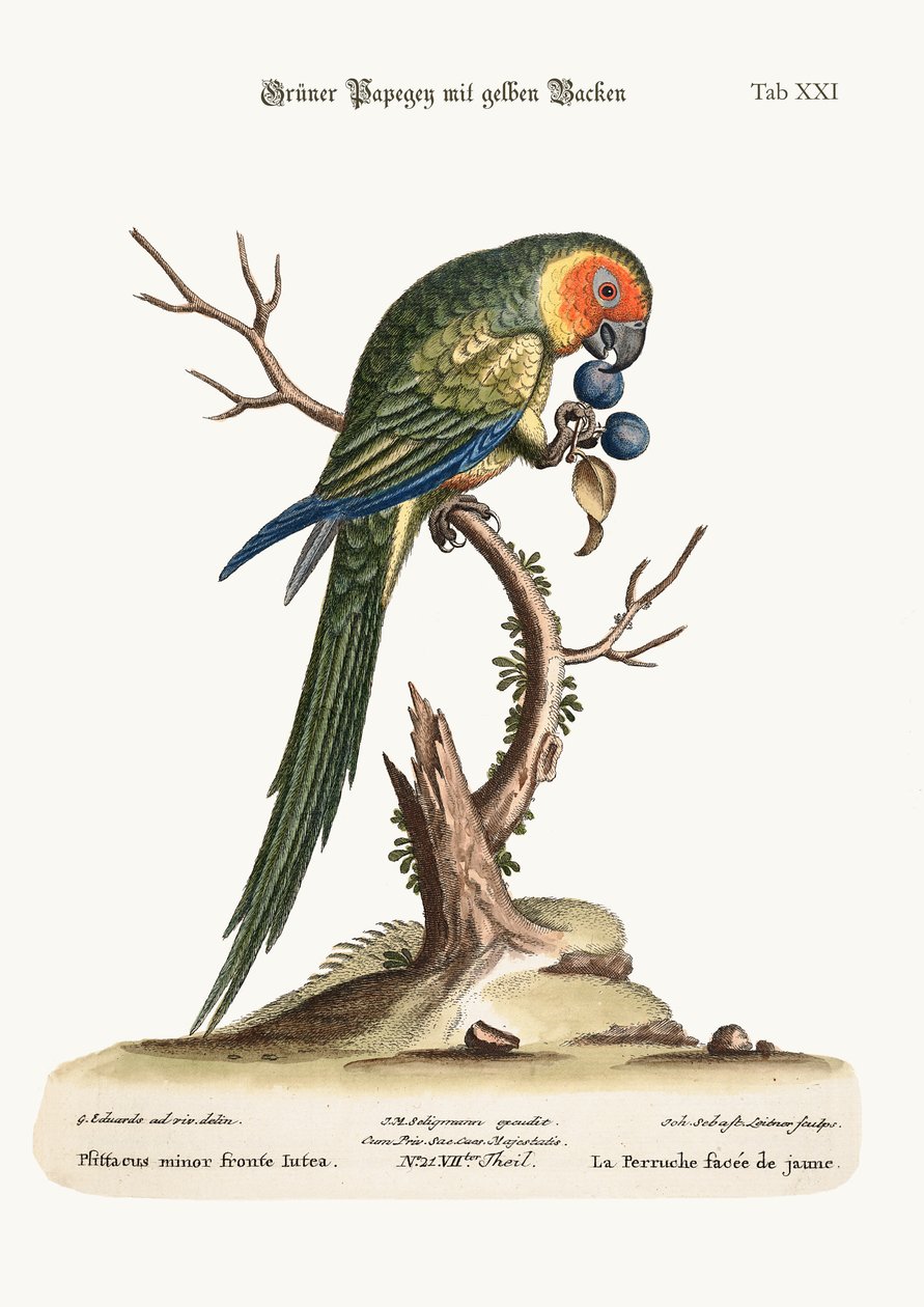 Keltanaamainen papukaija, 1749-73 tekijältä George Edwards