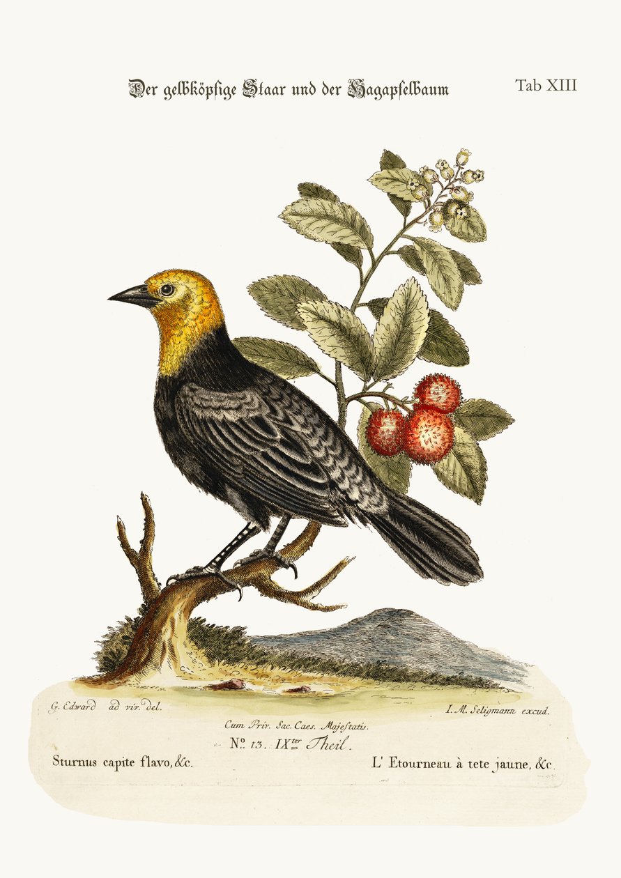 Keltapäinen kottarainen. Arbutus eli mansikkapuu, 1749-73 tekijältä George Edwards