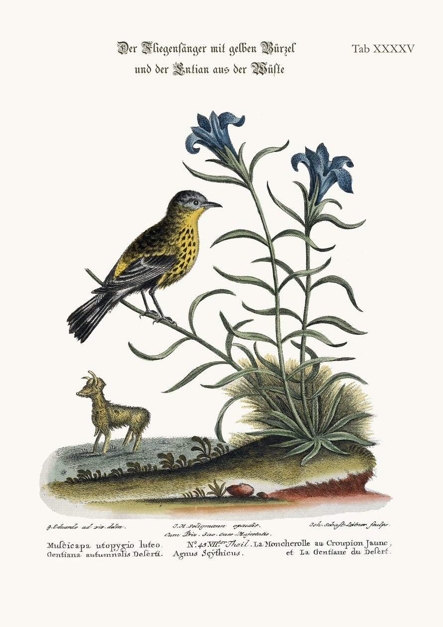 Keltainen kärpässieppo ja aavikon Gentian, 1749-73 tekijältä George Edwards